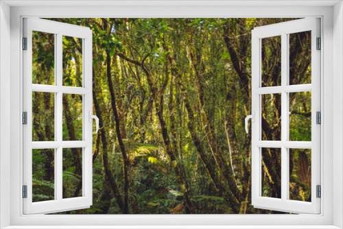 Fototapeta Naklejka Na Ścianę Okno 3D - Whirinaki Forest Park, New Zealand 