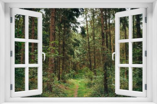 Fototapeta Naklejka Na Ścianę Okno 3D - Herbstlicher Waldspaziergang in Niedersachsen
