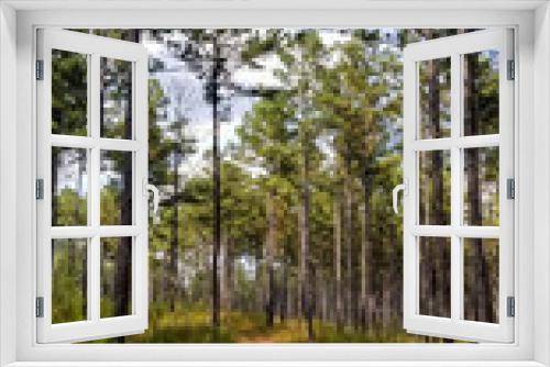 Fototapeta Naklejka Na Ścianę Okno 3D - Dirt Road Through Tall Georgia Pines 