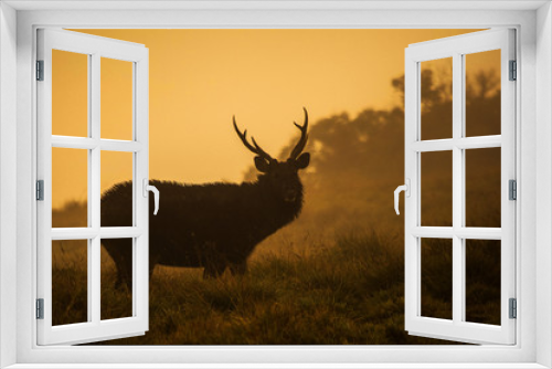 Fototapeta Naklejka Na Ścianę Okno 3D - Sambar Deer
