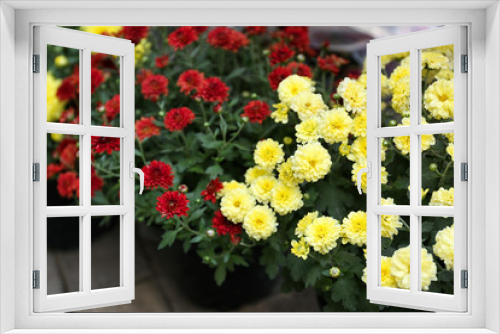 Fototapeta Naklejka Na Ścianę Okno 3D - Assortment of beautiful blooming chrysanthemum flowers in pots outdoors