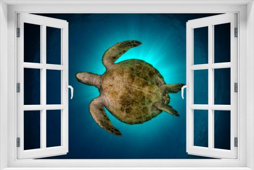 Fototapeta Naklejka Na Ścianę Okno 3D - Green Turtle