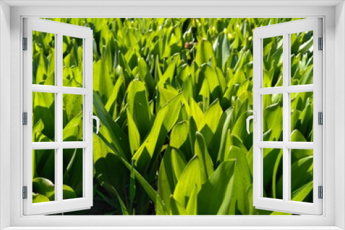Fototapeta Naklejka Na Ścianę Okno 3D - Juicy greens. The light of the sun shines through the green leaves. You can even see the veins in the grass. Beautiful summer background for your website, design of booklets, leaflets, posters
