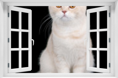 Fototapeta Naklejka Na Ścianę Okno 3D - British Short Hair cat