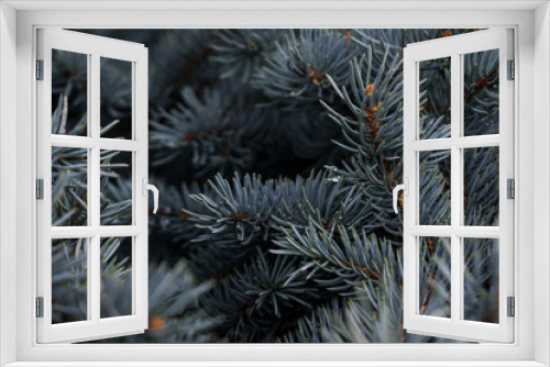Fototapeta Naklejka Na Ścianę Okno 3D - Background of some pine branches