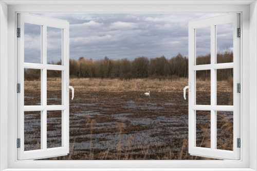 Fototapeta Naklejka Na Ścianę Okno 3D - A lonely swan