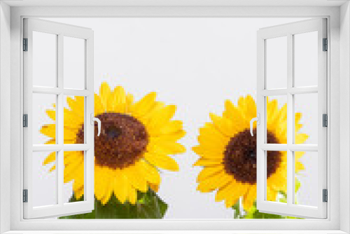 Fototapeta Naklejka Na Ścianę Okno 3D - yellow sunflower flower on white background