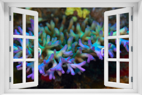 Fototapeta Naklejka Na Ścianę Okno 3D - soft coral