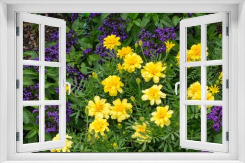 Fototapeta Naklejka Na Ścianę Okno 3D - Yellow marigold and purple verbena flowers