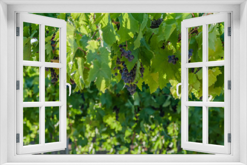 Fototapeta Naklejka Na Ścianę Okno 3D - juicy ripe grapes in the mountains of Crimea. Crimea in September. Time for grapes. Plantation winemakers.