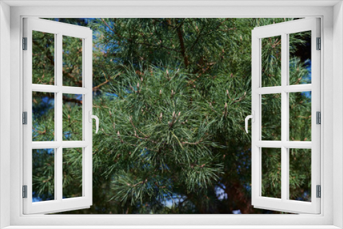 Fototapeta Naklejka Na Ścianę Okno 3D - A branch of a young green pine with small cones. A coniferous tree background. Fluffy needles. Conifer branches on sunny day.