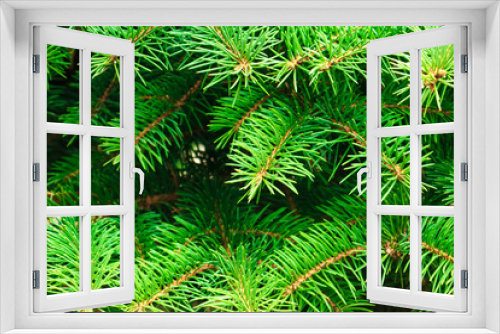 Fototapeta Naklejka Na Ścianę Okno 3D - green spiny branches of fir or pine, background