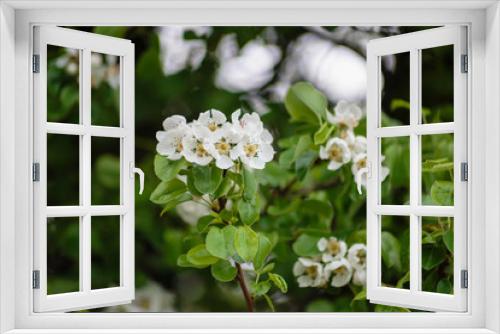 Fototapeta Naklejka Na Ścianę Okno 3D - blooming apple tree in spring