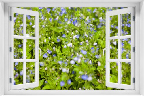 Fototapeta Naklejka Na Ścianę Okno 3D - Blooming veronica in the green meadow.