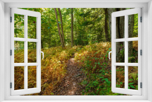Fototapeta Naklejka Na Ścianę Okno 3D - Autumn Nature Trail