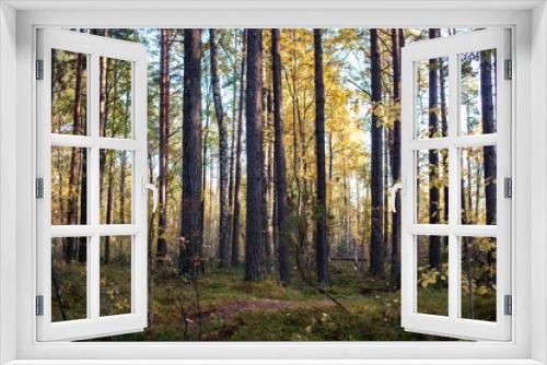 Fototapeta Naklejka Na Ścianę Okno 3D - outdoor landscape seasonal, golden autumn wild forest