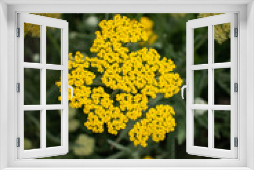 Fototapeta Naklejka Na Ścianę Okno 3D - yellow yarrow flowers