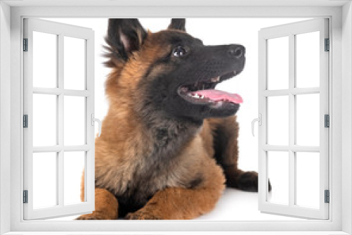 Fototapeta Naklejka Na Ścianę Okno 3D - puppy tervueren dog in studio