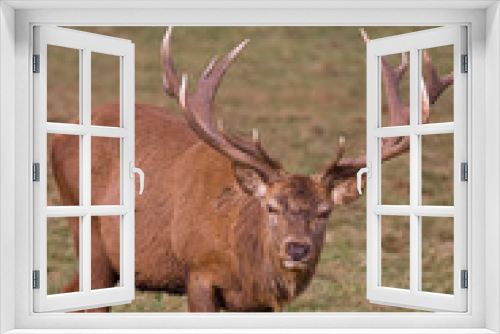 Fototapeta Naklejka Na Ścianę Okno 3D - Red Deer Stag (cervus elaphus)