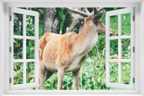 Fototapeta Naklejka Na Ścianę Okno 3D - deer grazing on green grass in a forest