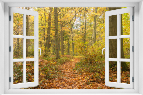 Fototapeta Naklejka Na Ścianę Okno 3D - Footpath in autumnal forest landscape