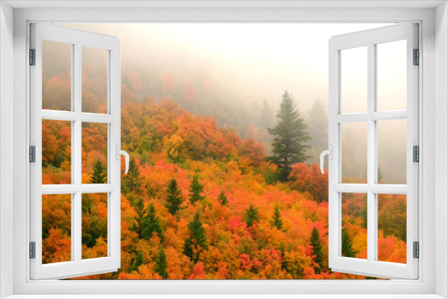 Fototapeta Naklejka Na Ścianę Okno 3D - Autumn Fall Maple and Pine Trees with Fog on Mountainside