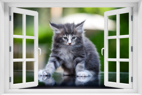 Fototapeta Naklejka Na Ścianę Okno 3D - Blue white tabby Maincoon cat chilling and sitting in the green garden. Yellow eyes cat outdoor in daytime lighting sitting on a tampered glass. Healthy gray kitten in the forest. Cat blurry backgroud