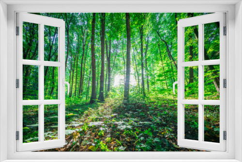Fototapeta Naklejka Na Ścianę Okno 3D - Forest trees. nature green wood sunlight backgrounds..