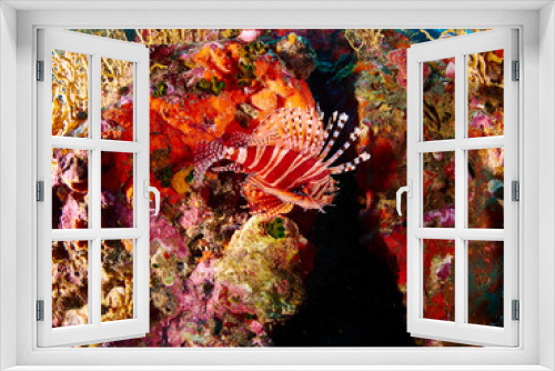 Fototapeta Naklejka Na Ścianę Okno 3D - Spotfin Lionfish
