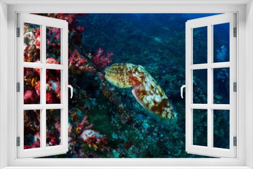 Fototapeta Naklejka Na Ścianę Okno 3D - Hooded Cuttlefish