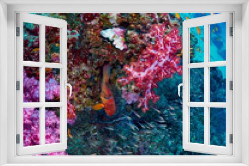Fototapeta Naklejka Na Ścianę Okno 3D - reef fish and coral grouper