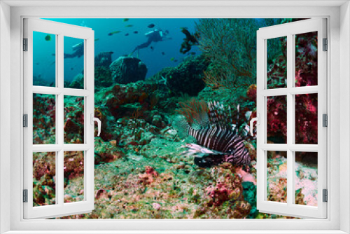 Fototapeta Naklejka Na Ścianę Okno 3D - Striped lionfish