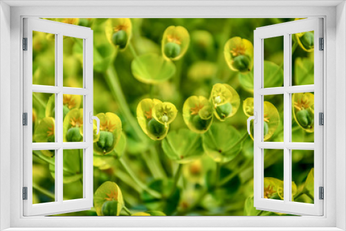 Fototapeta Naklejka Na Ścianę Okno 3D - Field of small green flowers