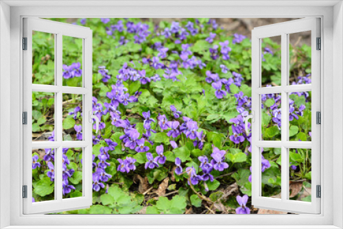 Fototapeta Naklejka Na Ścianę Okno 3D - Violet flowers bloom in spring forest