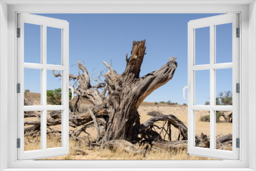 Fototapeta Naklejka Na Ścianę Okno 3D - Parc national Kalahari Gemsbok, parc transfrontalier de Kgalagadi, Afrique du Sud