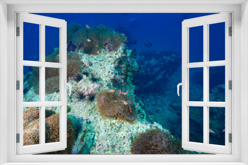Fototapeta Naklejka Na Ścianę Okno 3D - reef coral and reef fish