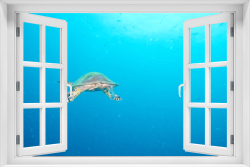 Fototapeta Naklejka Na Ścianę Okno 3D - Sea Turtle and reef coral