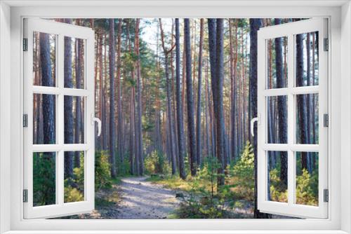 Fototapeta Naklejka Na Ścianę Okno 3D - A footpath in a forest