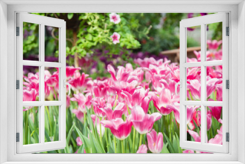 Fototapeta Naklejka Na Ścianę Okno 3D - Tulip flowers  in garden nature background