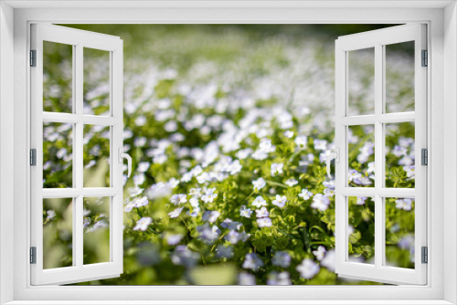 Fototapeta Naklejka Na Ścianę Okno 3D - White wildflowers on blurred background with bokeh