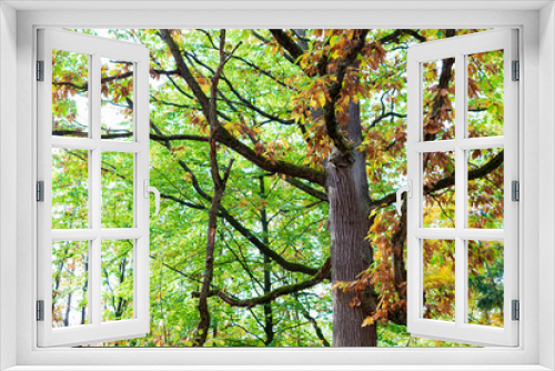 Fototapeta Naklejka Na Ścianę Okno 3D - A tree in the autumn forest