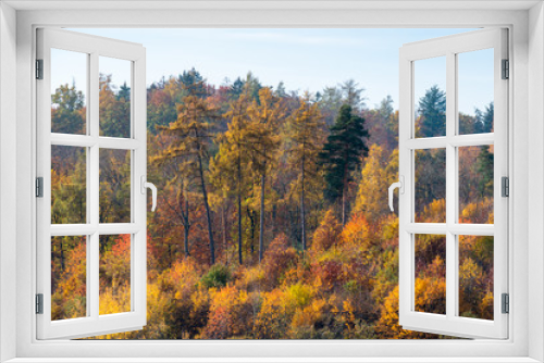 Fototapeta Naklejka Na Ścianę Okno 3D - beautiful woodland in autumn time in Germany