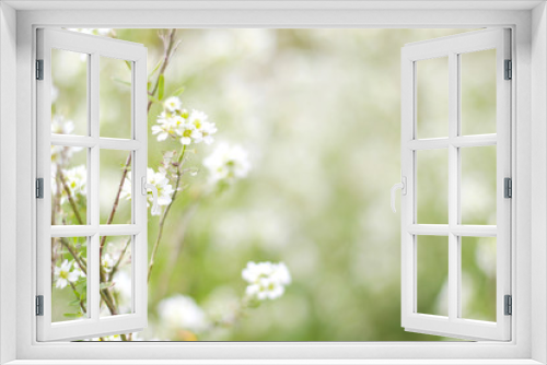 Fototapeta Naklejka Na Ścianę Okno 3D - background of small white summer flowers