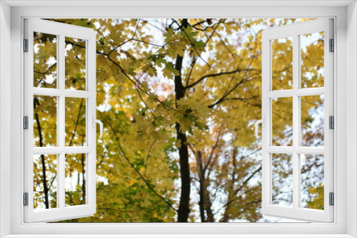 Fototapeta Naklejka Na Ścianę Okno 3D - yellow tree in autumn