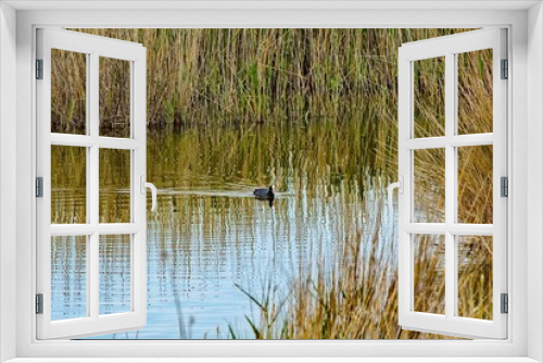 Fototapeta Naklejka Na Ścianę Okno 3D - ducks on lake