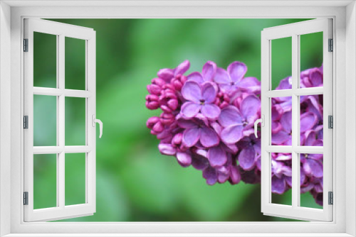 Fototapeta Naklejka Na Ścianę Okno 3D - A violet beautiful lilac in spring in its full splendor