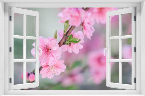 Fototapeta Naklejka Na Ścianę Okno 3D - Blooming pink plum blossom with droplet