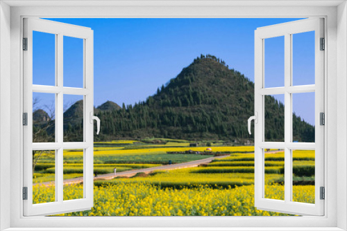 Fototapeta Naklejka Na Ścianę Okno 3D - Yellow rapeseed flowers Field with blue sky at Luoping County, China