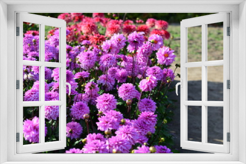 Fototapeta Naklejka Na Ścianę Okno 3D - purple dahlia flowers in the garden