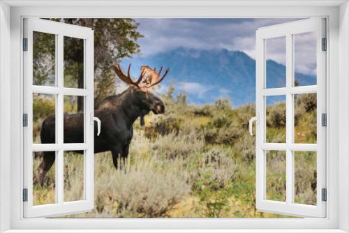 Fototapeta Naklejka Na Ścianę Okno 3D - Moose in Grand Tetons National Park